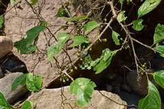 Rhamnus utilis