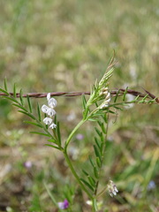 Vicia hirsuta