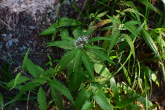 Eupatorium lindleyanum