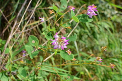 Campylotropis macrocarpa