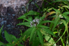 Eupatorium lindleyanum
