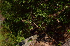 Leersia