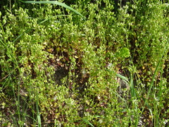 Cochlearia danica