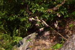 Leersia
