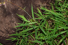 Leersia