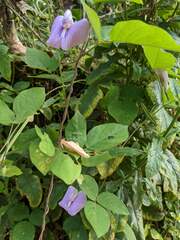 Centrosema pubescens