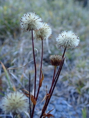 Erigeron morrisonensis morrisonensis