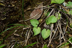 Pinellia cordata