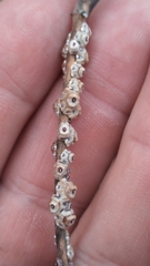 Ceroplastes