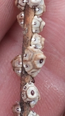Ceroplastes