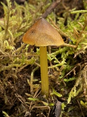 Hygrocybe conica