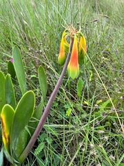 Cyrtanthus obliquus