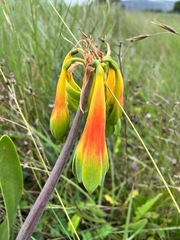 Cyrtanthus obliquus