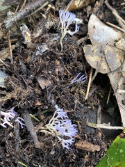 Ramariopsis pulchella