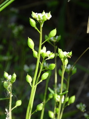 Cochlearia danica