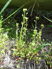 Cochlearia danica