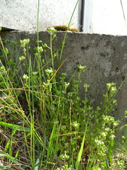Cochlearia danica