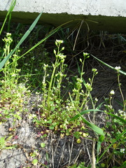 Cochlearia danica