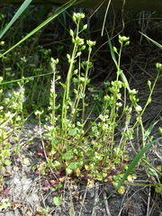 Cochlearia danica