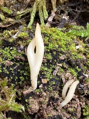 Clavaria acuta