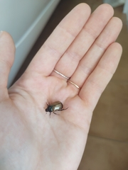 Anomala testaceipennis