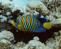 Pygoplites diacanthus