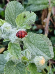 Harmonia octomaculata