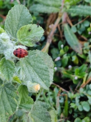 Harmonia octomaculata