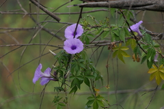 Ipomoea cairica
