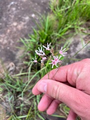 Brachystelma rubellum