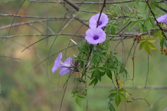 Ipomoea cairica