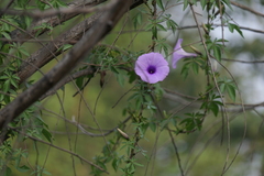Ipomoea cairica