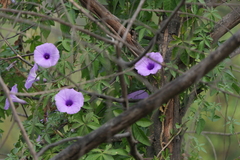 Ipomoea cairica