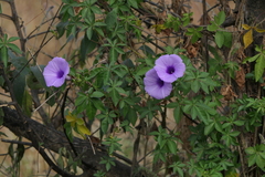 Ipomoea cairica