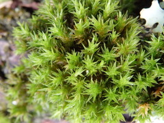 Lewinskya