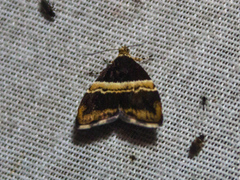 Choreutis basalis