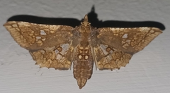 Thyrididae
