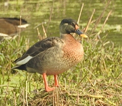 Anas platyrhynchos × poecilorhyncha