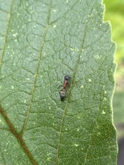 Pseudomyrmex termitarius