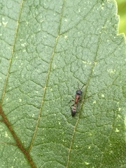 Pseudomyrmex termitarius