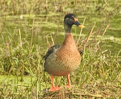 Anas platyrhynchos × poecilorhyncha
