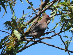 Urocolius indicus indicus