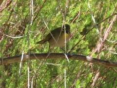 Zosterops virens capensis