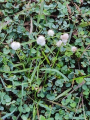 Cyperus mindorensis