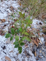 Rubus cuneifolius