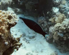 Gomphosus klunzingeri