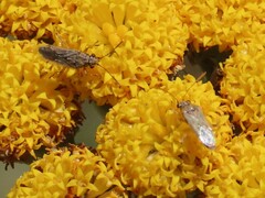 Nysius