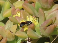 Ceratina