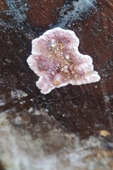 Chondrostereum purpureum