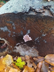 Chondrostereum purpureum